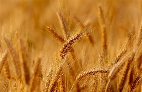 rüyada buğday tarlası görmek islami